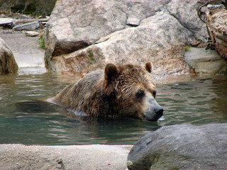 bear bath