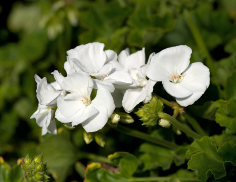 beautiful white geranium with green background