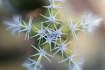 desert cactus star