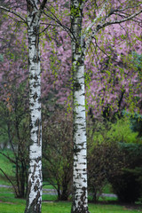Naklejka premium blooms and aspen trees