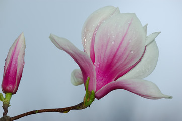 magnolia bloom © Calin Tatu