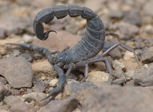 scorpion noir du hoggar