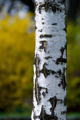 Naklejka premium birch tree on yellow background