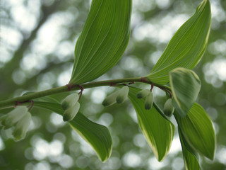 variegated solomon's seal  (polygonatum falcatum)