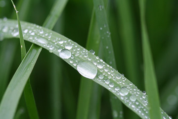 dew on grass