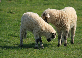 happy lambs in spring