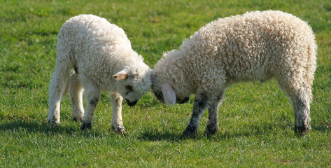 happy lambs in spring