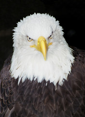american bald eagle