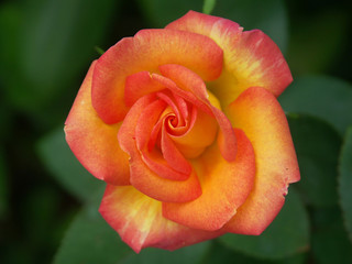 alpine rose 01