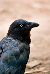 australian raven