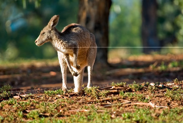 kangourou regardant à gauche