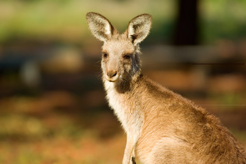 kangaroo close up