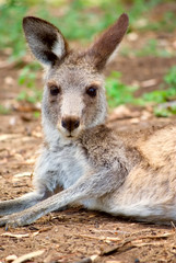 kangaroo lying around