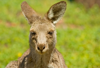 Naklejka na ściany i meble kangaroo up close