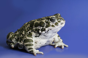 frog
