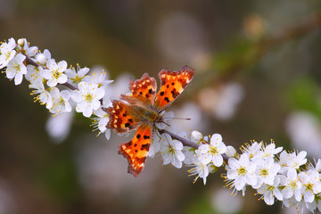 Obraz premium beautiful orange butterfly