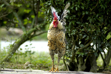 the crow of a cock iii