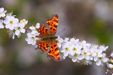 beautiful orange butterfly