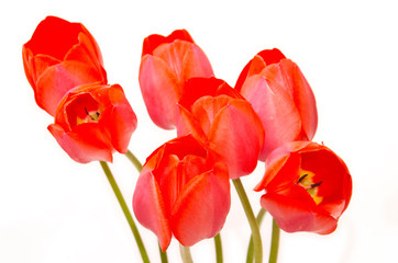 Obraz na płótnie Canvas seven tulips