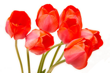 seven tulips