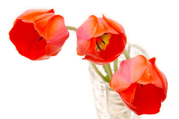 three tulips