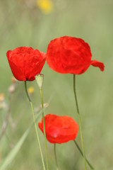 coquelicot