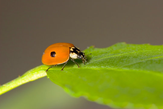 two point ladybird