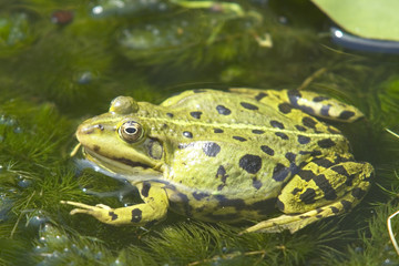 european green edible frog