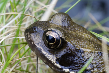 european common brown frog