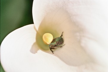 bestiole dans un arum