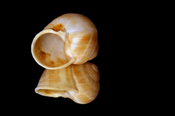 snail shell