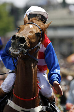 horserace horse