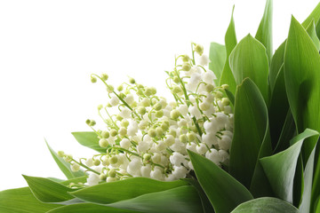 Obraz premium lily of the valley