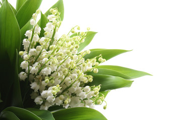 lily of the valley