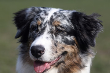 australian sheppard - portrait photo