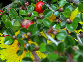 cotoneaster