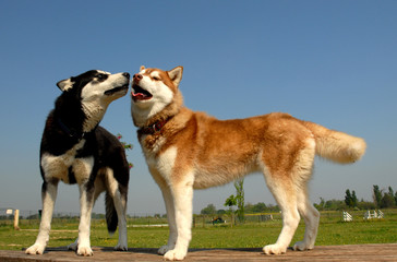 huskys amoureux