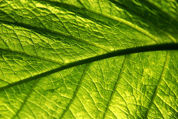 green leaf