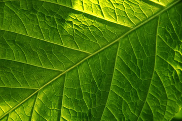 green leaf in closeup