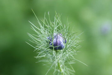 nigella bud