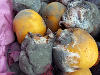 disgusting grapefruits