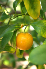 miniature orange on tree