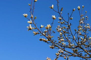 magnolia bloom