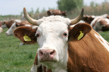 cow