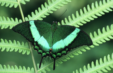 butterfly on a fern