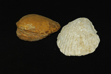 conchiglie fossili