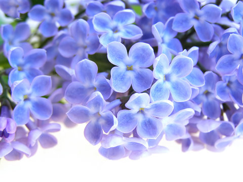 lilac flower © Anette Linnea Rasmus