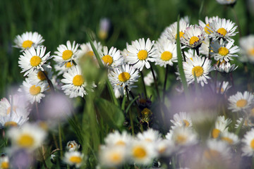 gänseblümchen 2 © Konstanze Gruber