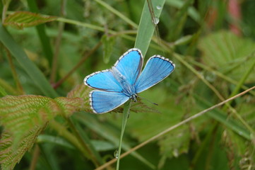 ailes  bleus