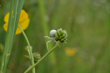 arachnidee blanc